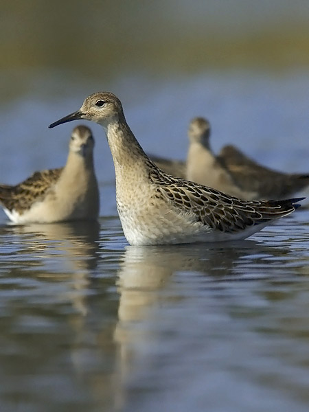 Suokukko, Ruff, Calidris pugnax